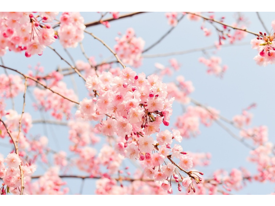 【富士五湖周辺】地元民のオーナーがおすすめする「春」の過ごし方10選
